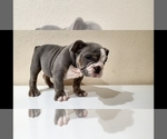 Small Photo #5 English Bulldog Puppy For Sale in BAKERSFIELD, CA, USA
