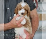 Small #4 Goldendoodle