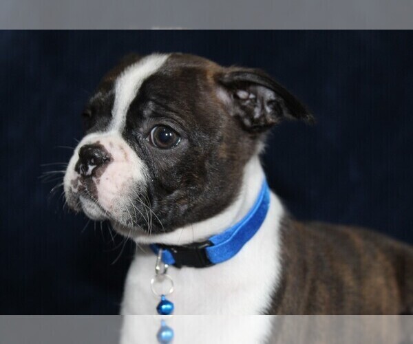 Medium Photo #1 Boston Terrier Puppy For Sale in BROOKSVILLE, FL, USA