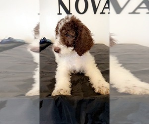 Aussiedoodle Puppy for sale in DENTON, MD, USA