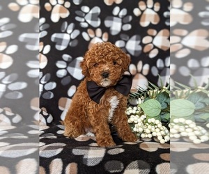 Maltipoo Puppy for sale in LINCOLN UNIVERSITY, PA, USA