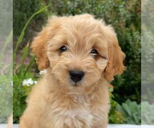 Cavapoo Puppy for sale in NEWPORT, PA, USA