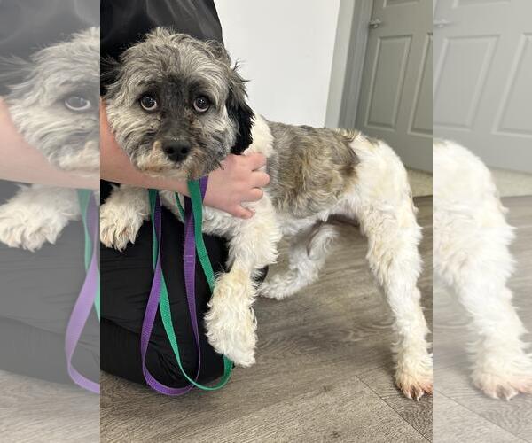 Medium Photo #7 Havanese Puppy For Sale in Westminster, MD, USA