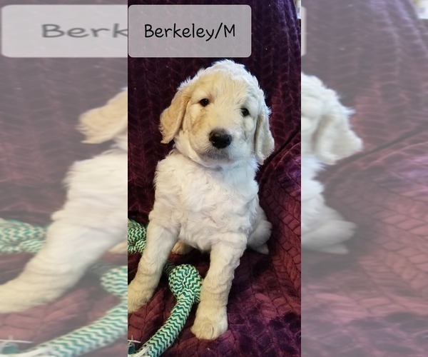 Medium Photo #1 Goldendoodle-Poodle (Standard) Mix Puppy For Sale in GRANDVIEW, MO, USA