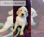 Small Photo #1 Goldendoodle-Poodle (Standard) Mix Puppy For Sale in GRANDVIEW, MO, USA