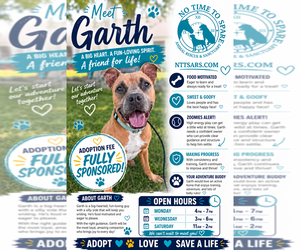 Mutt Dogs for adoption in Foristell, MO, USA