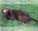 Small #2 Labrador Retriever Mix