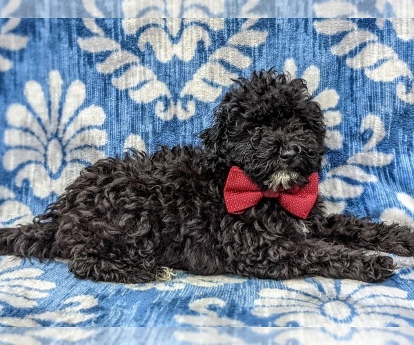 Medium Photo #6 Poodle (Miniature) Puppy For Sale in KINZERS, PA, USA