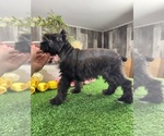 Kiki - Female Schnauzer (Miniature) Puppy for Sale - Photo #4