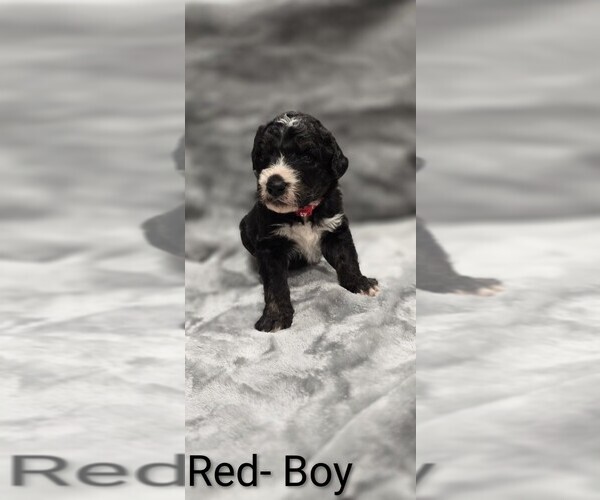 Medium Photo #9 Aussiedoodle Puppy For Sale in BOONEVILLE, AR, USA