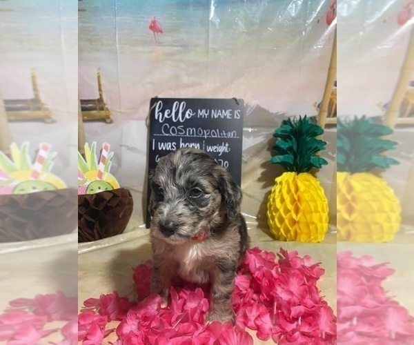 Medium Photo #1 Aussiedoodle Puppy For Sale in TRINITY, NC, USA