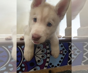 German Shepherd Dog-Siberian Husky Mix Puppy for sale in DECATUR, GA, USA