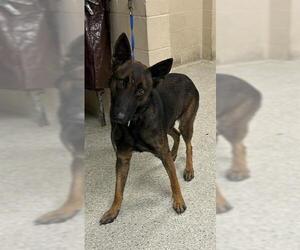 Mutt Dogs for adoption in Conroe, TX, USA