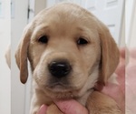 Puppy green collar Labrador Retriever