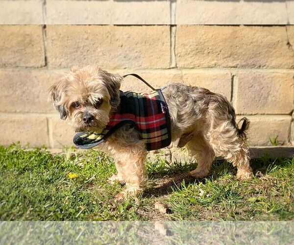 Medium Photo #3 Maltese-Unknown Mix Puppy For Sale in Pittsburg, CA, USA