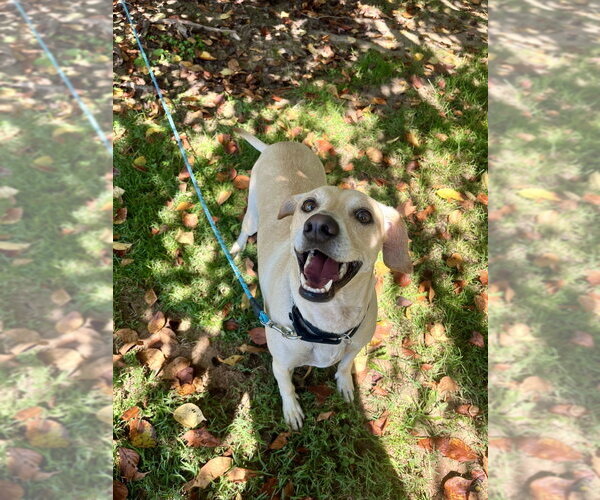 Medium Photo #3 Mutt Puppy For Sale in Candler, NC, USA