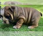 Small Photo #20 Bulldog Puppy For Sale in STOCKBRIDGE, GA, USA