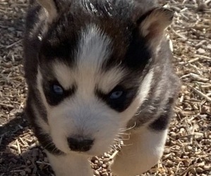 Siberian Husky Puppy for sale in FLINTSTONE, GA, USA