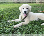 Small #5 Great Pyrenees