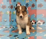 Puppy Puppy 7 Collie