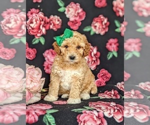 Medium Goldendoodle (Miniature)