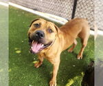 Small #2 American Pit Bull Terrier Mix