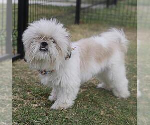 Shih Tzu-Unknown Mix Dogs for adoption in San Antonio, TX, USA