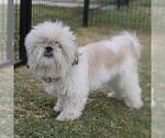 Small Shih Tzu Mix