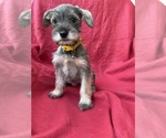 Small Photo #1 Schnauzer (Miniature) Puppy For Sale in ARCADIA, CA, USA