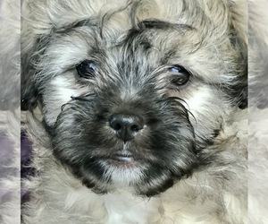 ShihPoo Puppy for sale in WOODSTOCK, CT, USA