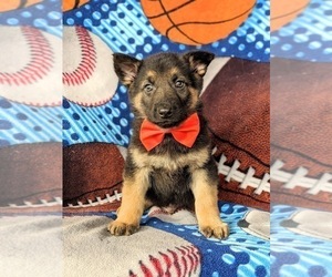 German Shepherd Dog Puppy for sale in GLEN ROCK, PA, USA