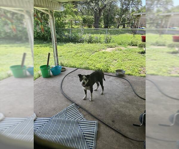 Medium Photo #2 American Staffordshire Terrier-Unknown Mix Puppy For Sale in San Antonio, TX, USA