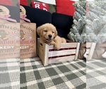 Small Photo #59 Golden Retriever Puppy For Sale in LAKELAND, FL, USA