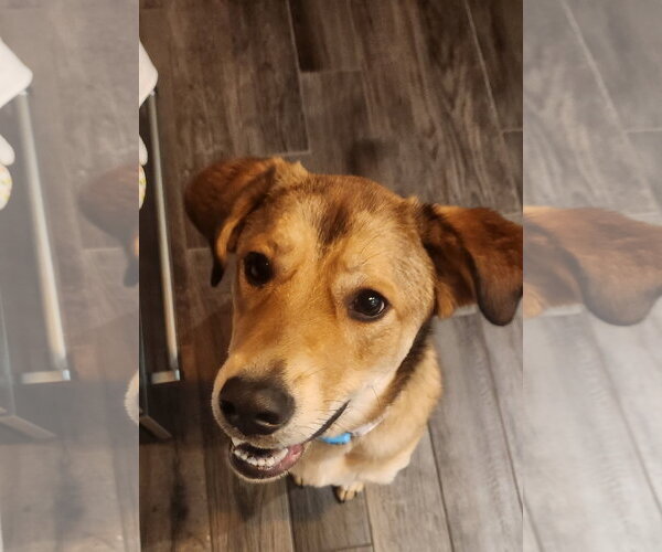 Medium Photo #9 Aussiedor Puppy For Sale in McKinney, TX, USA