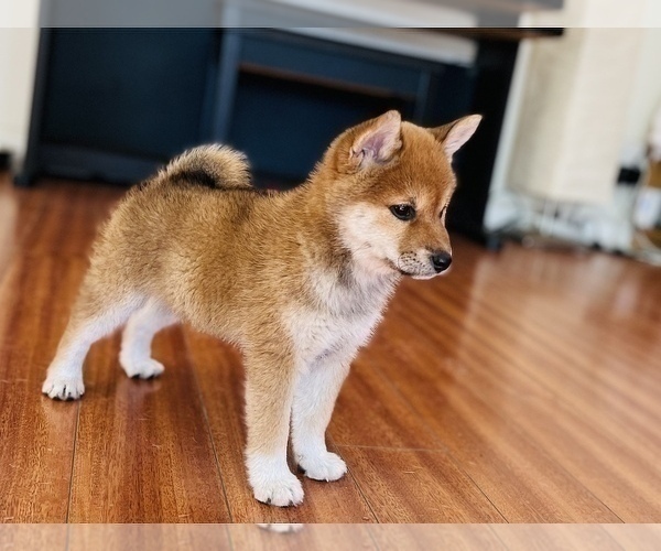 Medium Photo #42 Shiba Inu Puppy For Sale in FREMONT, CA, USA
