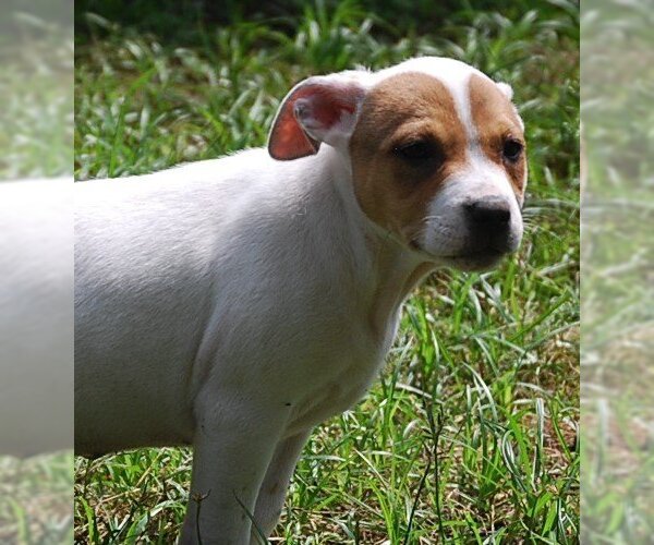 Medium Photo #8 Mutt Puppy For Sale in Spring, TX, USA