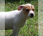 Small #7 Mutt
