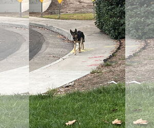 Berlin - Male German Shepherd Dog Dog for Adoption - Photo #6