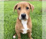 Small #1 Labrador Retriever Mix
