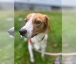 Small #5 Beagle Mix