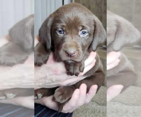 Medium Photo #2 Labrador Retriever Puppy For Sale in OLYMPIA, WA, USA