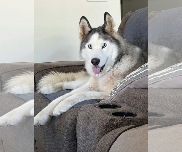 Medium Photo #1 Siberian Husky Puppy For Sale in Visalia, CA, USA