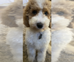 Small Photo #4 Goldendoodle Puppy For Sale in FALMOUTH, VA, USA