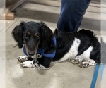 Small Photo #1 Dachshund Puppy For Sale in CHECOTAH, OK, USA