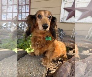 Dachshund Dogs for adoption in Sioux Falls, SD, USA