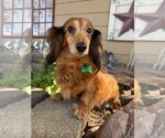Winnie - Female Dachshund Dog for Adoption - Small photo