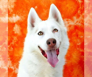 Alaskan Malamute-Huskies Mix Dogs for adoption in Pasadena, CA, USA
