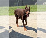 Small #5 Doberman Pinscher