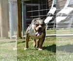 Small Photo #3 American Bully Puppy For Sale in CLEVELAND, GA, USA