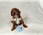 Small Photo #4 Goldendoodle Puppy For Sale in ZOLFO SPRINGS, FL, USA